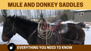 mule saddle education