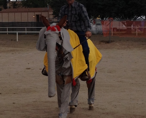 Carl Perry riding Clay the Mule for Bishop Mule Days comedy