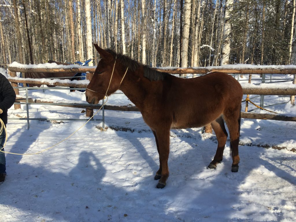 mule standing in the snow led by come-a-long rope