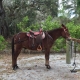 Mule with britchen, cinches, cinch straps, saddle, saddle pad, mule rider's martingale