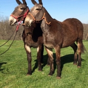 Photo of mule half-sisters, Dixie and Trixie