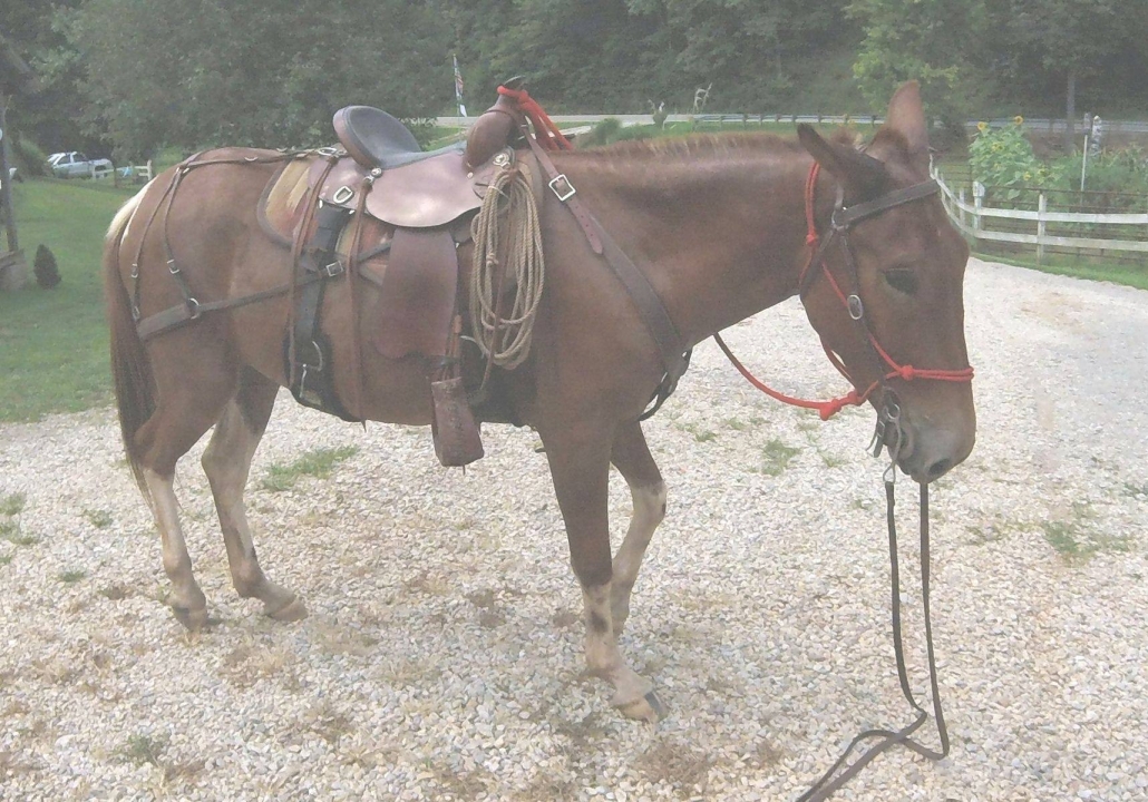 Mule tacked up with saddle, bridle, britchen