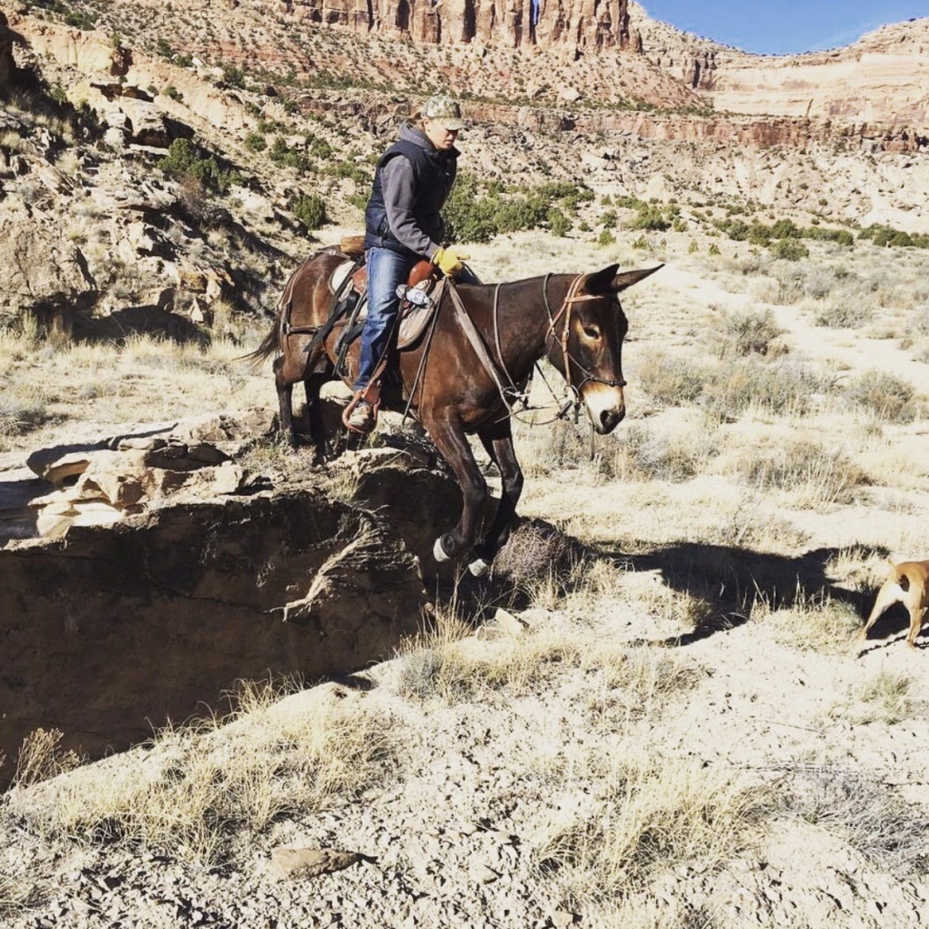 Mule climbing in canyon