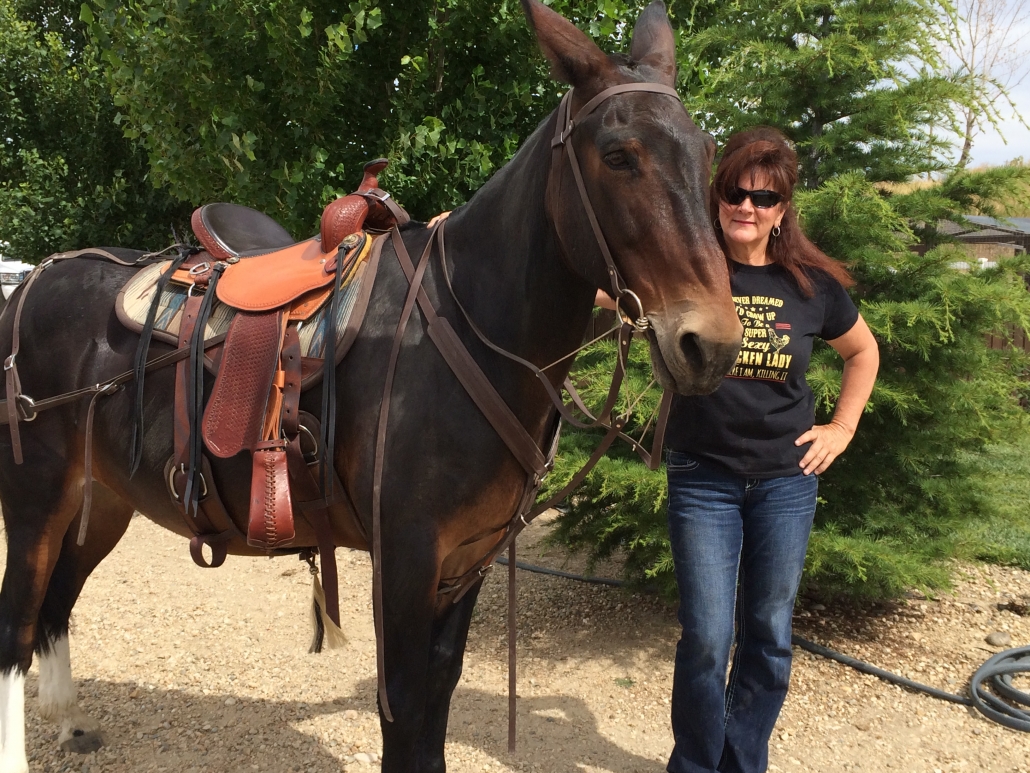 Mule with mule saddle