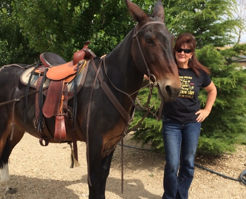 Mule with mule saddle